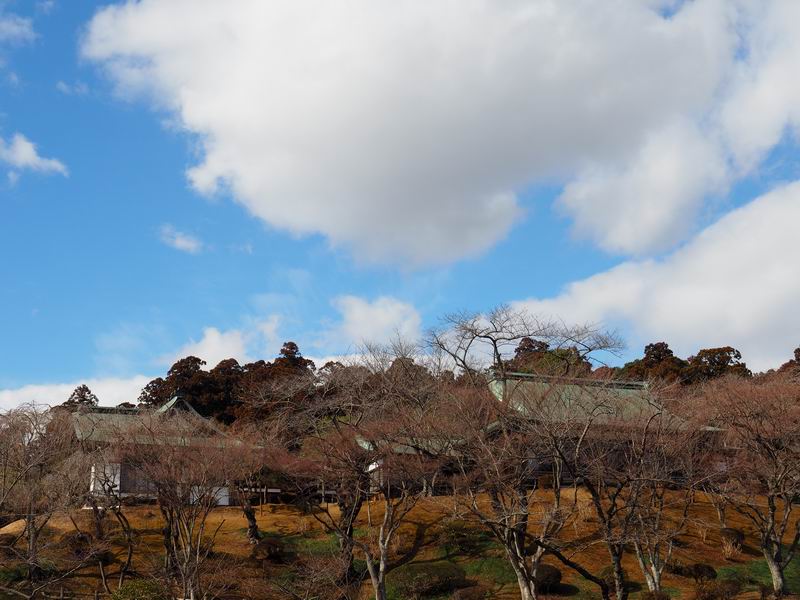 塩釜神社の桜の木の風景写真