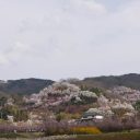 福島花見山公園の桜の風景