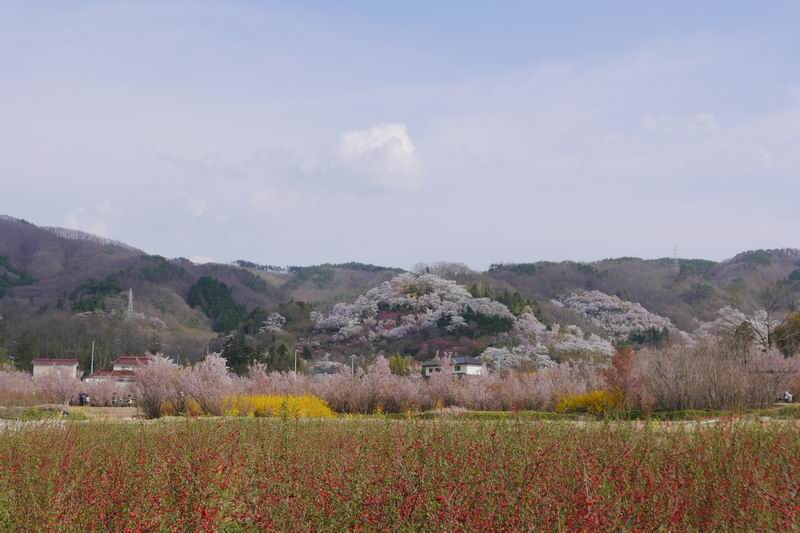 花見山公園の桜の風景写真
