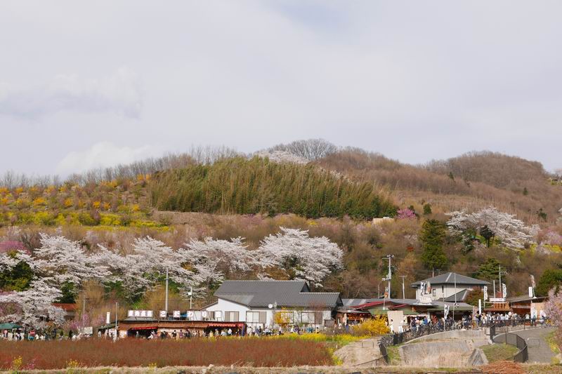 花見山公園の桜の開花の風景写真