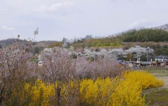 花見山公園の花の風景写真