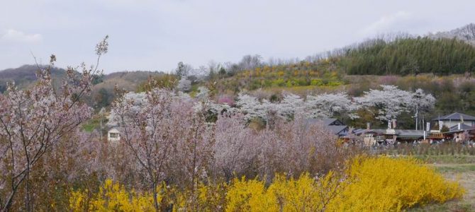花見山公園の花の風景写真