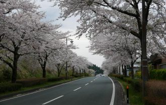 平泉県道300号線の桜の風景