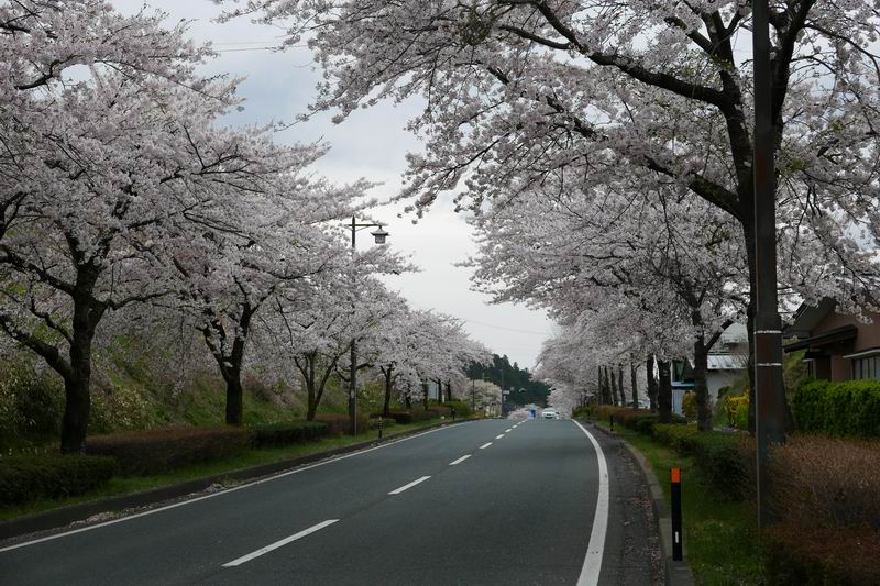 平泉県道300号線の桜の風景