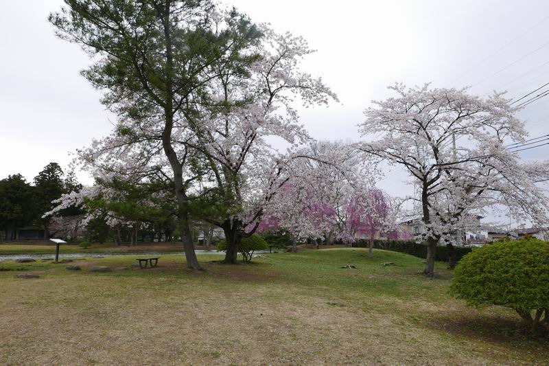 観自在王院跡の桜の風景