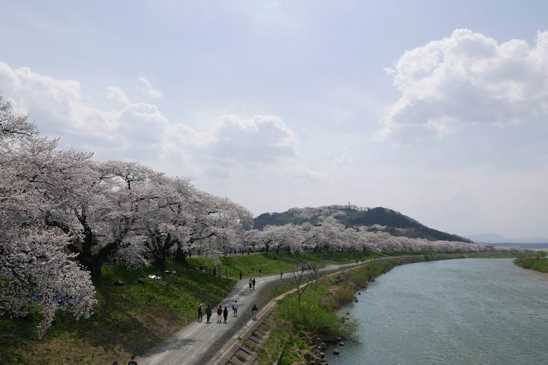 一目千本桜の風景写真