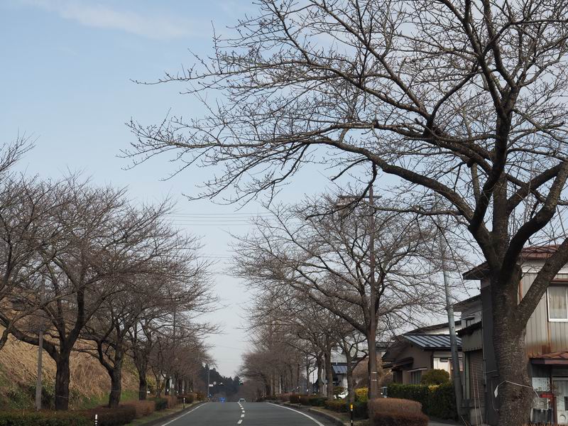 県道300号線沿いの桜の咲く前の風景