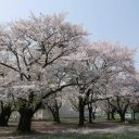 前九年公園の桜の風景写真