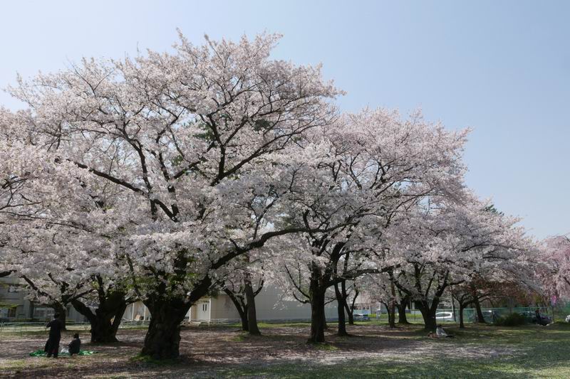 前九年公園の桜の風景写真