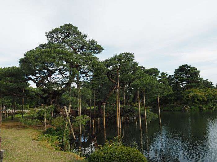 兼六園の唐崎松の風景写真