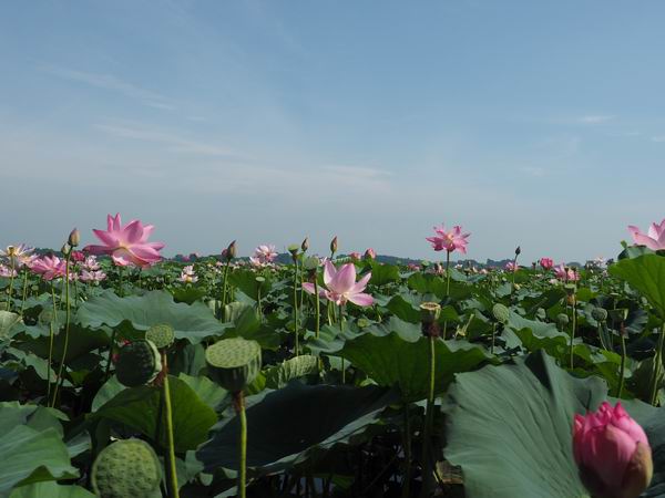 伊豆沼のハスまつりの写真画像