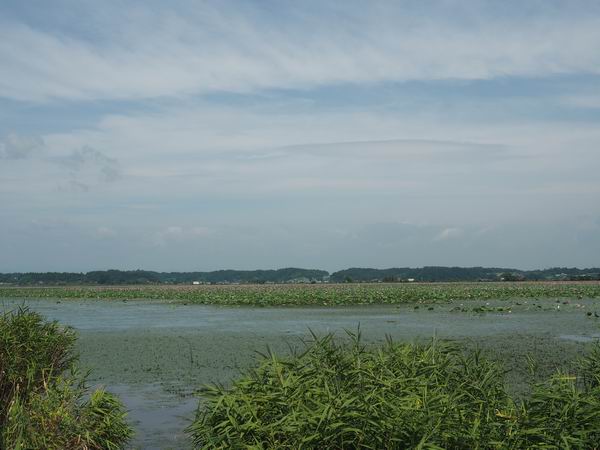 伊豆沼のハスまつりの写真画像