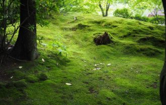 円通院の初夏の苔の庭園の風景写真