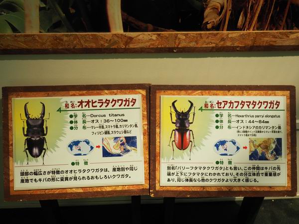 鬼首世界の昆虫館のカブトムシやクワガタの写真