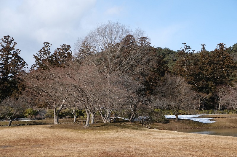 x-t3で撮る観自在王院跡の風景桜の木