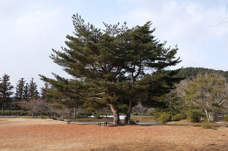x-t3で撮る観自在王院跡の風景見事な大木