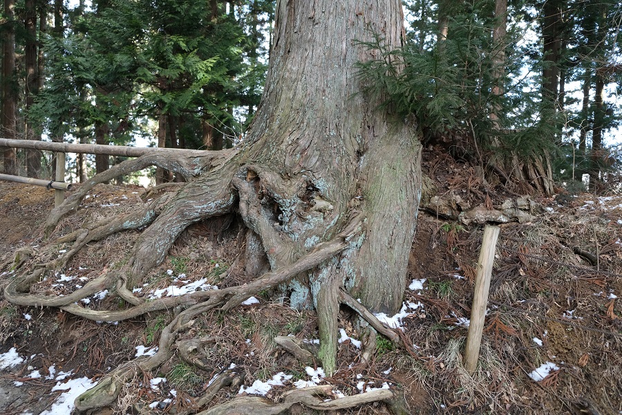 xt3のレビュー画質の評価中尊寺月見坂の冬の風景写真姥杉の根が芸術的です