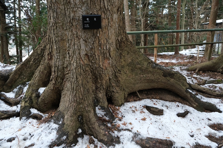 xt3のレビュー画質の評価中尊寺月見坂の冬の風景写真モミの木の表示