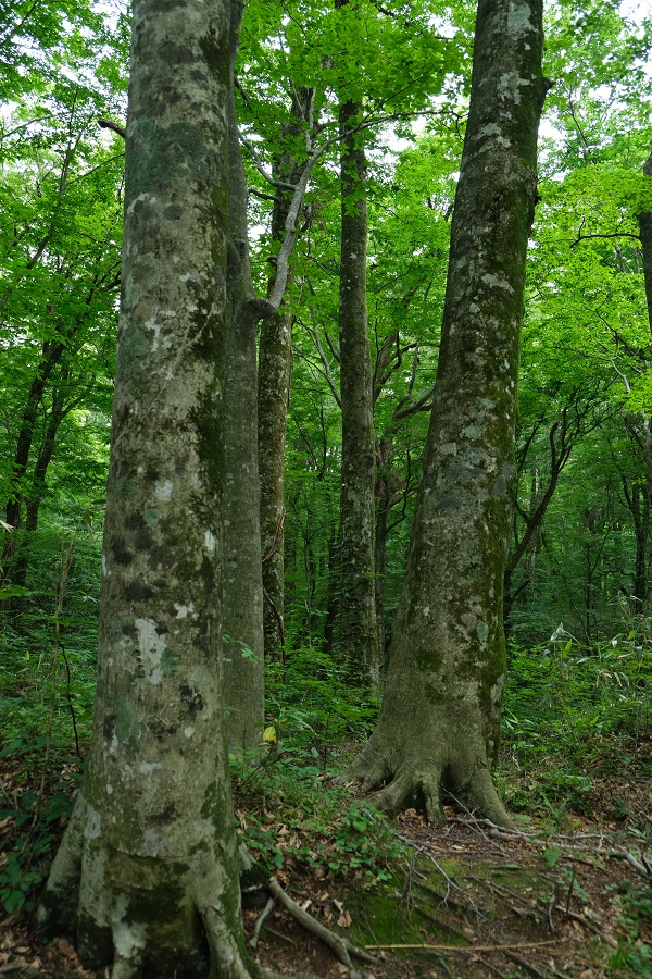 青池の先のブナの原生林の風景写真