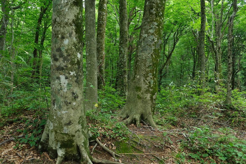 青池の先のブナの原生林の風景写真