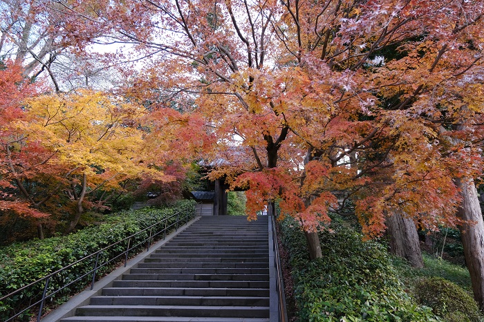 円覚寺の山門と紅葉